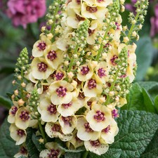 Verbascum Dark Eyes - Mullein