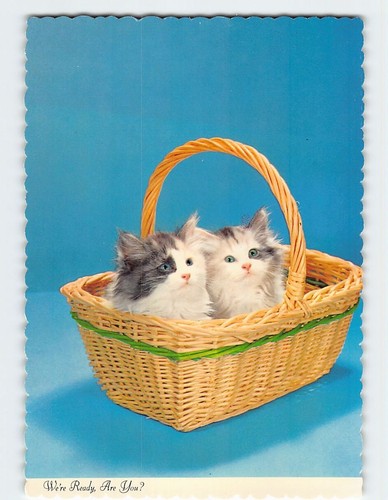 Postcard two fluffy - postcard,