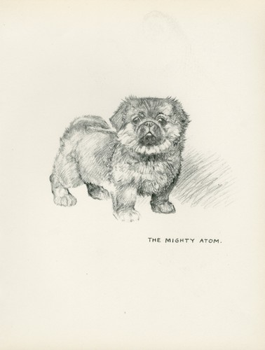 Pekingese puppy vintage 1937 - pekingese,