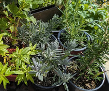 Herb plants Lavender Munstead