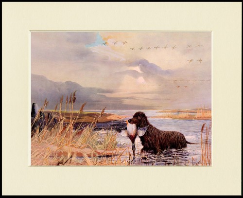 Irish water spaniel dog - irish,