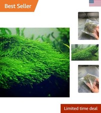 Java Moss Taxiphyllum Barbieri