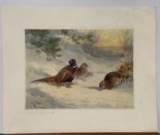 Lovely Ltd Edt Print of Pheasants In Snow  by Renowned Artist Archibald Thorburn