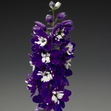 T&M Delphinium Dark Blue &