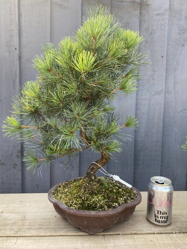 Japanese white pine bonsai - white,