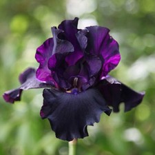 Iris germanica SUPERSTITION in