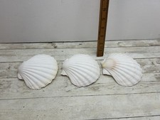 3 White Seashells/ Clam Shells - Medium Sized Bundle 5” Tall Free Postage