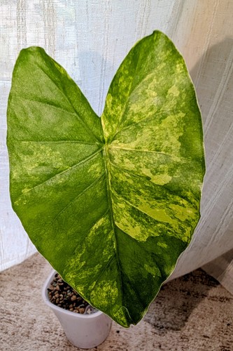 Beginner friendly macrorrhiza - friendly,