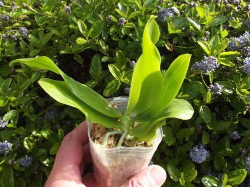 Rare phalaenopsis speciosa - rare,