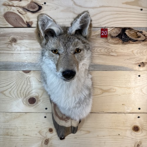Authentic coyote wall - coyote,