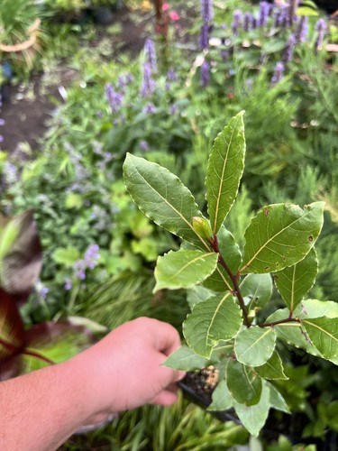 Laurus nobilis bay - laurel,