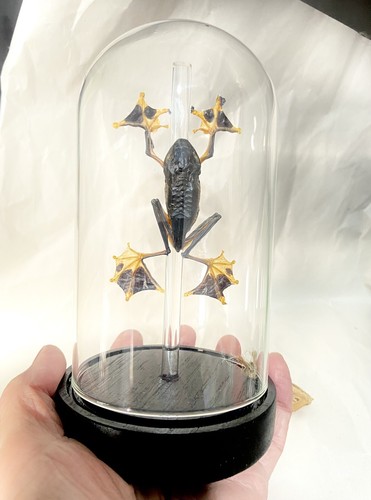 Taxidermy frog glass - in, dome