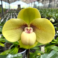 Paphiopedilum hangianum, orchid species, large, fragrant flowers, the RAREST!