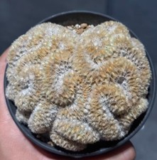 Mammillaria carmenae Own Root