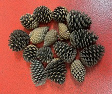 Giant 12cm natural pine