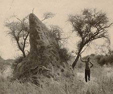 1899 PRINT COLONIAL SOUTH AFRICA ANT HEAP MASHONLAND TERMITES WHITE ANTS