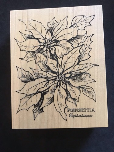 Botanical poinsettia christmas - botanical,