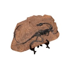 Sinosauropteryx Resin Dinosaur Skeleton Fossil Replica for Theme Parties Decors.