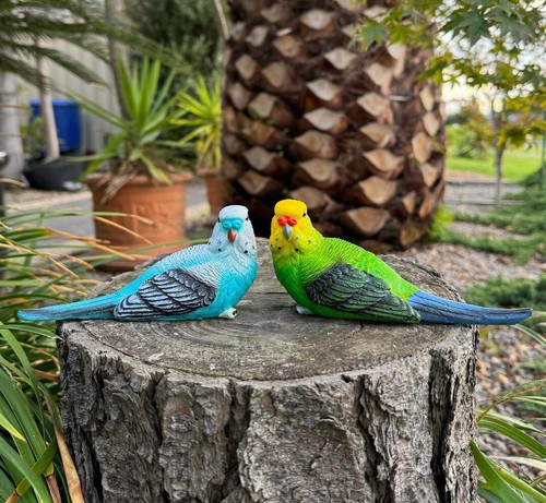 Budgie parrot bird - budgie,