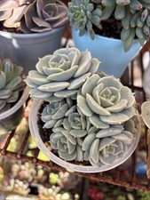 Echeveria Lola succulent plant