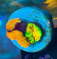 Orange Crush Rainbow Acan Lord