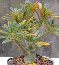 3.6cm Tall 13cm  Dorstenia