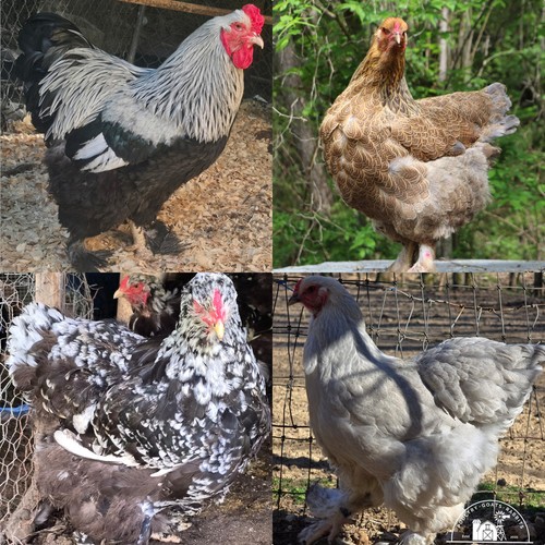 Hens choice hatching eggs - hatching,
