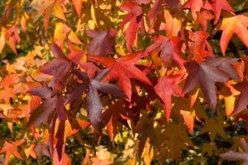Liquidambar styraciflua sweet - liquidambar,