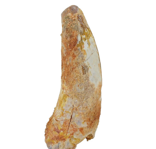 Dinosaur tooth spinosaurus - dinosaur,