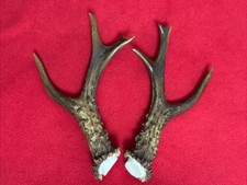 PAIR OF FANCY ROE DEER ANTLERS , 189g. aprox. 19,5/20cm.