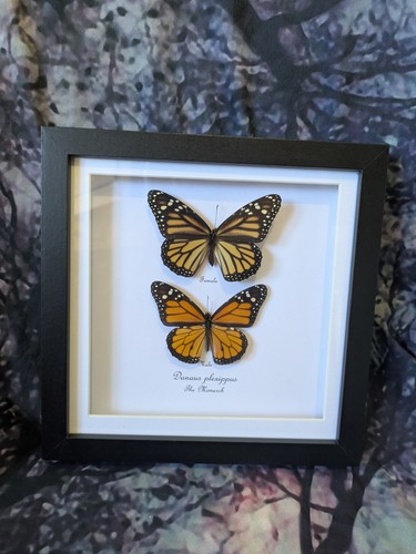 Monarch butterfly male - butterfly,