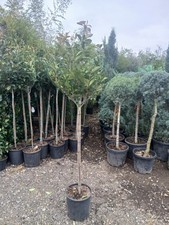 Photinia Red Robin Lollipop