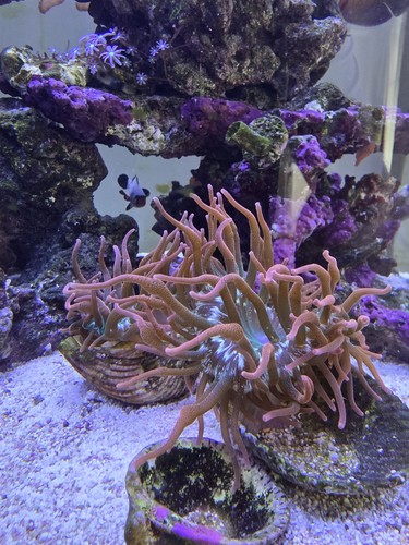 Sea anemone marine - sea,