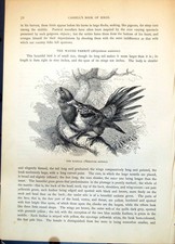 Antique Print Rosella