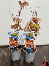 2x Acer Palmatum 'Katsura'