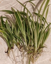 Baby Spider Plant, rooted in