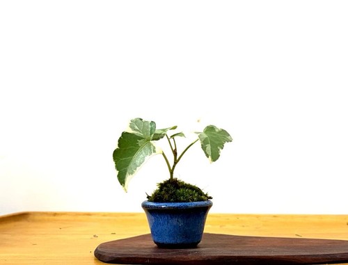 Japanese bonsai pot unglazed - japanese,