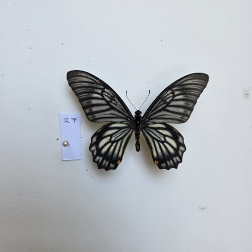 Chilasa veiovis set specimen - chilasa,