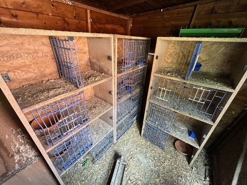 Racing pigeons nest boxes - racing,
