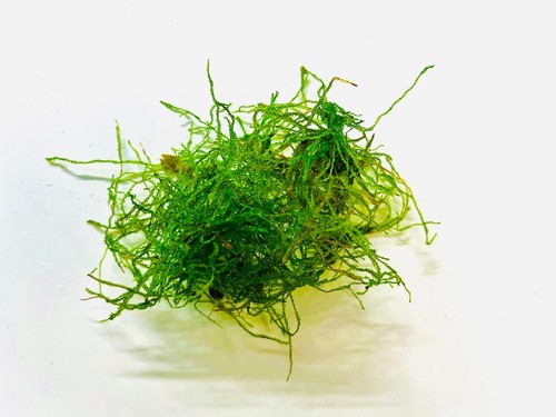 Java moss live - 5g,