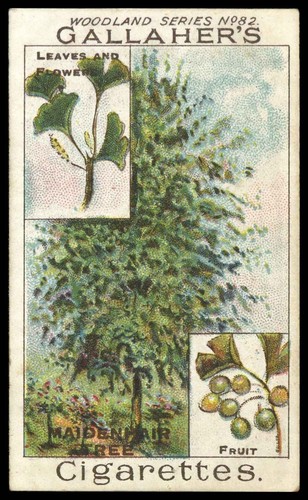 Gallaher woodland trees - -, trees'