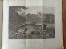 1812 RURAL SPORTS by DANIEL 2