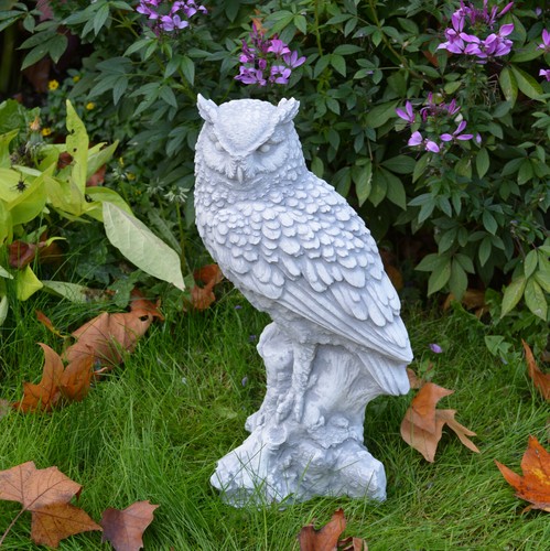 Owl forest eared - owl, forest-eared