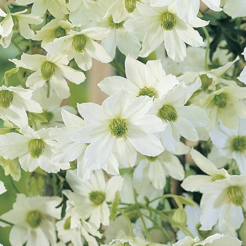 Clematis garden evergreen - clematis,