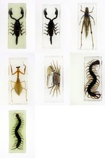 Real Bug Medium Paperweight. 7 To Choose From