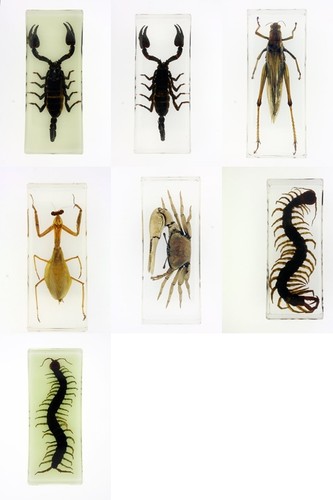 Real bug medium paperweight 7 - real,