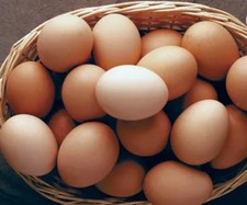 6 X Brown/cream🐣Chicken