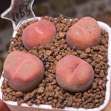 Exact Plant, 4pcs Conophytum