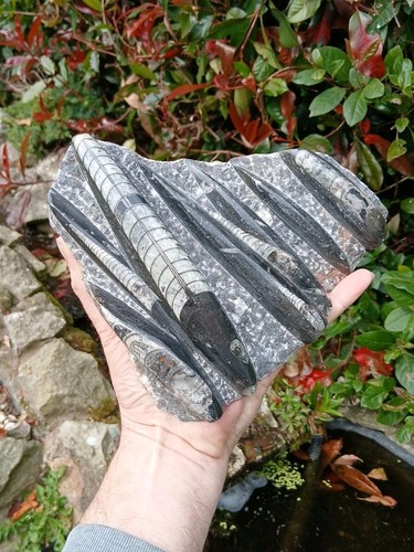 Fossil orthoceras slab - orthoceras, cut