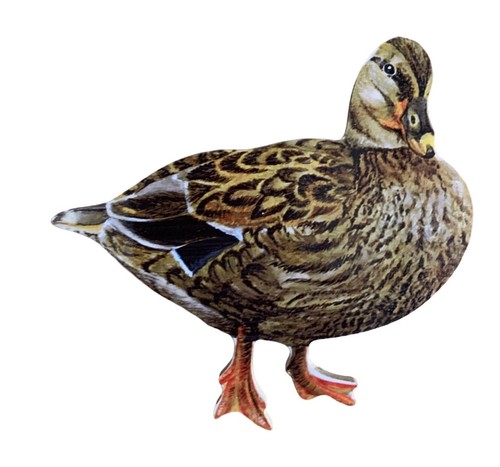 Hen mallard duck - plaque,